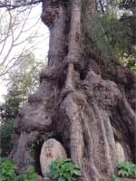 Свастика на японском святилище в корнях дерева