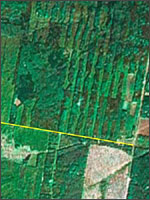 Рис.2. Лесные кварталы с просеками имеют прямоугольный вид