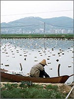 Японская жемчужная ферма